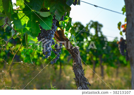 Bunches of black grapes on vine, bright blurred 38213107