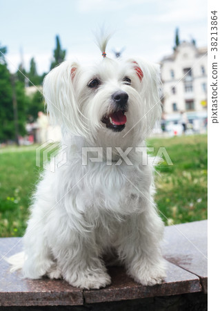 Cute fluffy white dog 38213864