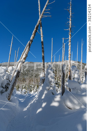 在山腳下的死樹 38214154