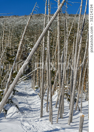 在山腳下的死樹 在山腳下的死樹 38214194