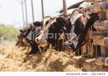 Cows in farm Cows in farm 38214659