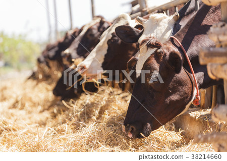 Cows in farm Cows in farm 38214660