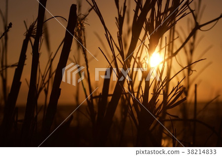 Sunset Sunset 38214833