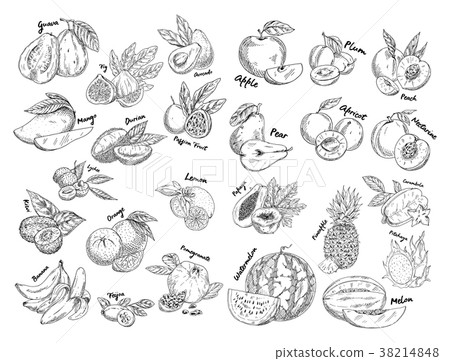Set of isolated sketches of exotic, tropical fruit 38214848