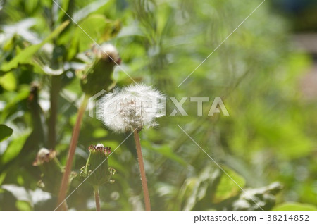 Fluff Fluff 38214852