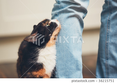 Man and cute cat Man and cute cat 38215751