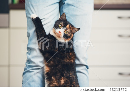 Man and cute cat Man and cute cat 38215752
