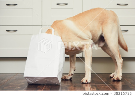 Naughty dog in home kitchen Naughty dog in home kitchen 38215755