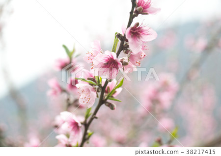 櫻花 38217415