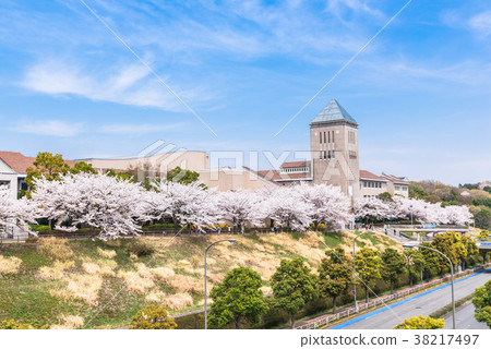 Row of cherry blossom trees in Tokyo Metropolitan University Row of cherry blossom trees in Tokyo Metropolitan University 38217497