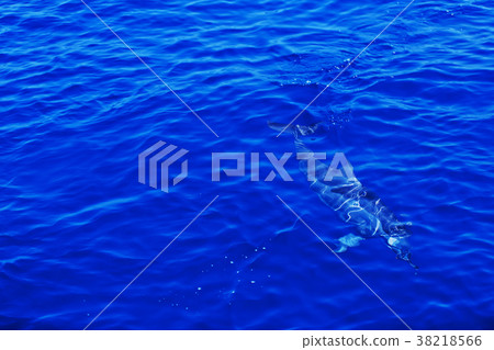 Spinning dolphin 38218566