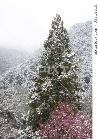 拉拉山雪景聖誕樹 拉拉山雪景聖誕樹 38218619