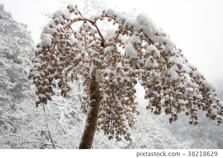 雪地裡的蓪草 雪地裡的蓪草 38218629