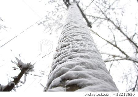 雪地裡的電線杆 雪地裡的電線杆 38218630