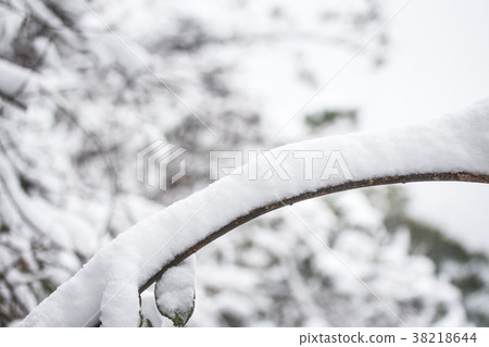 積雪的樹枝 積雪的樹枝 38218644