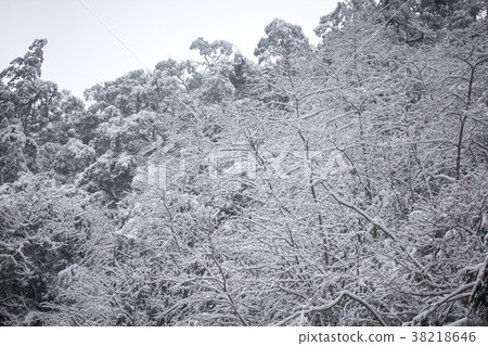 積雪的樹林 積雪的樹林 38218646