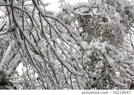 積雪的樹林 積雪的樹林 38218647