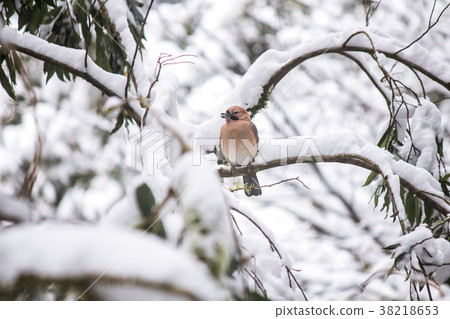 雪地裡的松鴉 雪地裡的松鴉 38218653