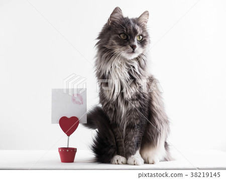 Charming, furry cat Charming, furry cat 38219145