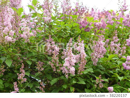 Blossoming lilac bush. 38220137