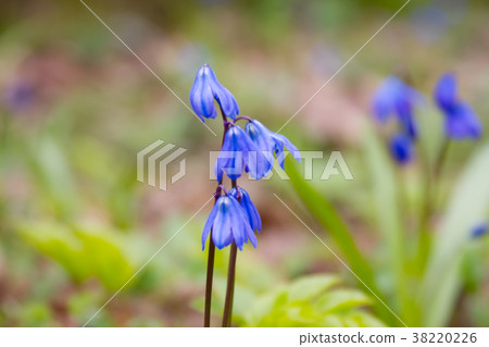 Scilla flowers on forest ground. Scilla flowers on forest ground. 38220226