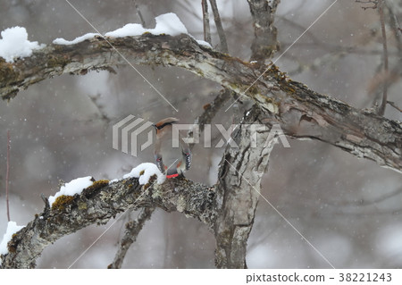 Hillenak Hillenak 38221243