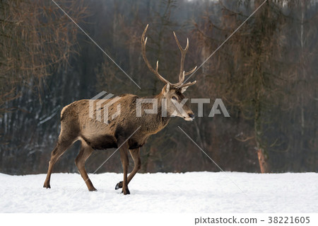 Red deer in winter forest Red deer in winter forest 38221605