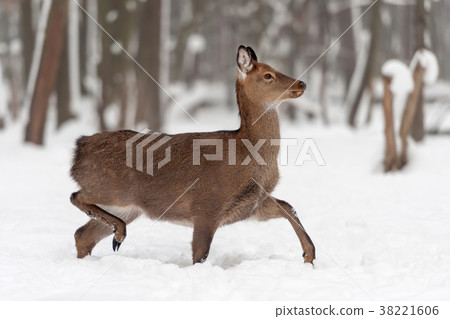 Deer in winter forest Deer in winter forest 38221606