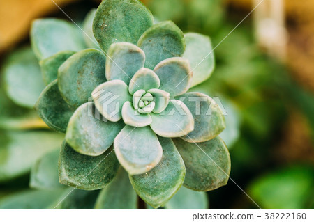 Close View Of Graptopetalum Paraguayense In 38222160