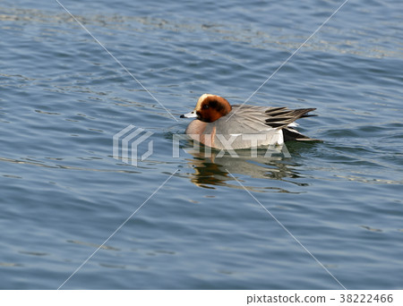  Wigeon 38222466