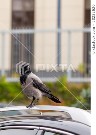 Crow on car roof. Bird sitting on car at city Crow on car roof. Bird sitting on car at city 38222626