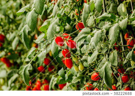 Fresh cherry tomato on a branch in the garden. Fresh cherry tomato on a branch in the garden. 38222688