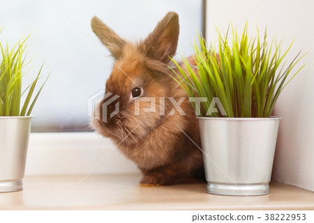 Cute brown rabbit 38222953