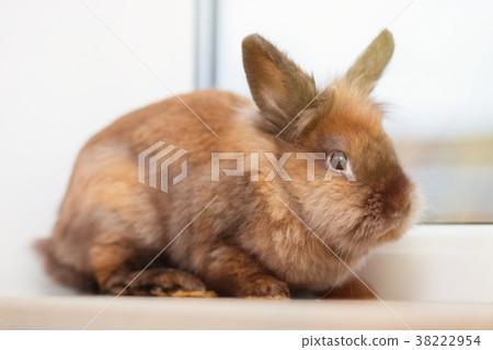 Cute brown rabbit Cute brown rabbit 38222954
