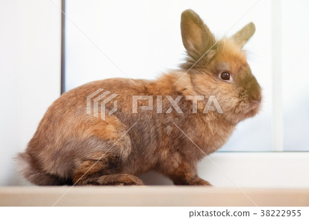 Cute brown rabbit 38222955