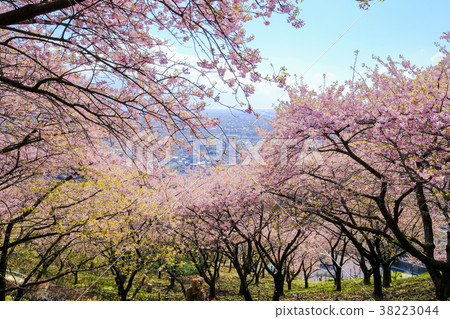 松田山的河津櫻花3 松田山的河津櫻花3 38223044