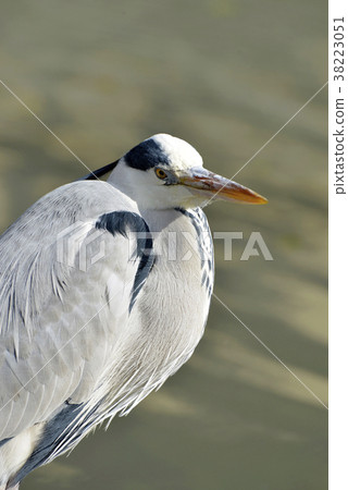 灰鷺 38223051