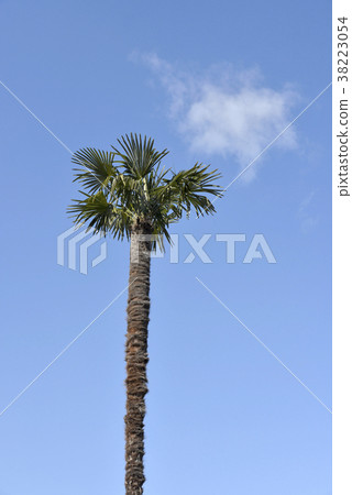 一棵壽衣樹 一棵壽衣樹 38223054