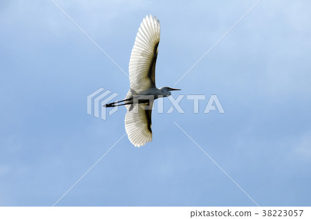 神社 神社 38223057