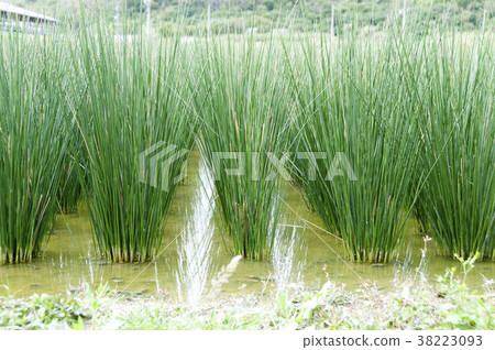 Beag（草）領域 38223093