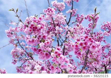Cherry blossoms 38223115
