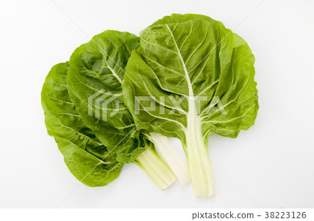 瑞士甜菜 瑞士甜菜 38223126