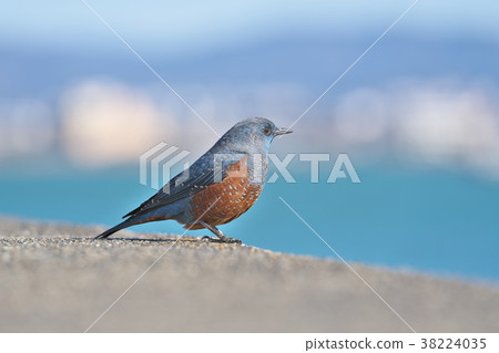 Red-eyed green plover in Lake Biwa 38224035