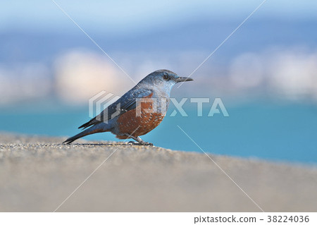 Red-eyed green plover in Lake Biwa 38224036