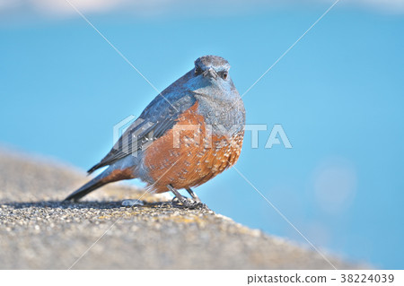 Red-eyed green plover in Lake Biwa 38224039