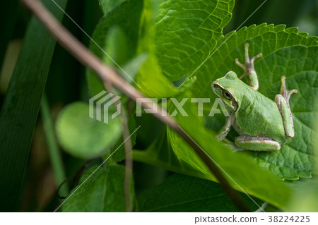 Frog Japanese Tree Frog Frog Japanese Tree Frog 38224225