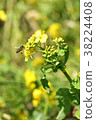 Rape blossoms and bees 38224408
