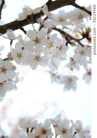 Cherry tree in full bloom Cherry tree in full bloom 38224466