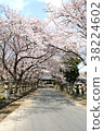 Cherry blossom tunnel 38224602