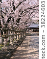 Cherry blossom tunnel 38224603